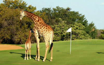 Golfreise nach Südafrika 2027